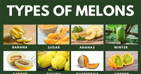 melond tube|Trying Every Type Of Melon 